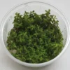 XL In-Vitro Rotala Sp. "Yao-Yai" -Hobby Verkäufe 400DZ 1 1