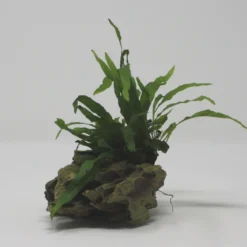 Drachenstein Gr. S Mit Mini Javafarn / Microsorum Pteropus 'Short Narrow Leaf' Auf Künstlichem Comb Stone