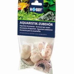 Hobby Sea Shell Set L - 5 Stk. - Natürliche Schneckenhäuser