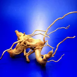 Moorwurzel/Moorkienholz, Gr. M Traumwurzel 30-40cm -Hobby Verkäufe 4080075AD 1 4