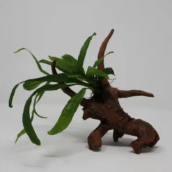 Javafarn-Driftwood / Treibholz Mit Microsorum Pteropus