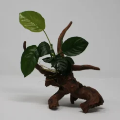 Breitblättriges Speerblatt-Driftwood / Treibholz Mit Anubias Barteri Var. Barteri