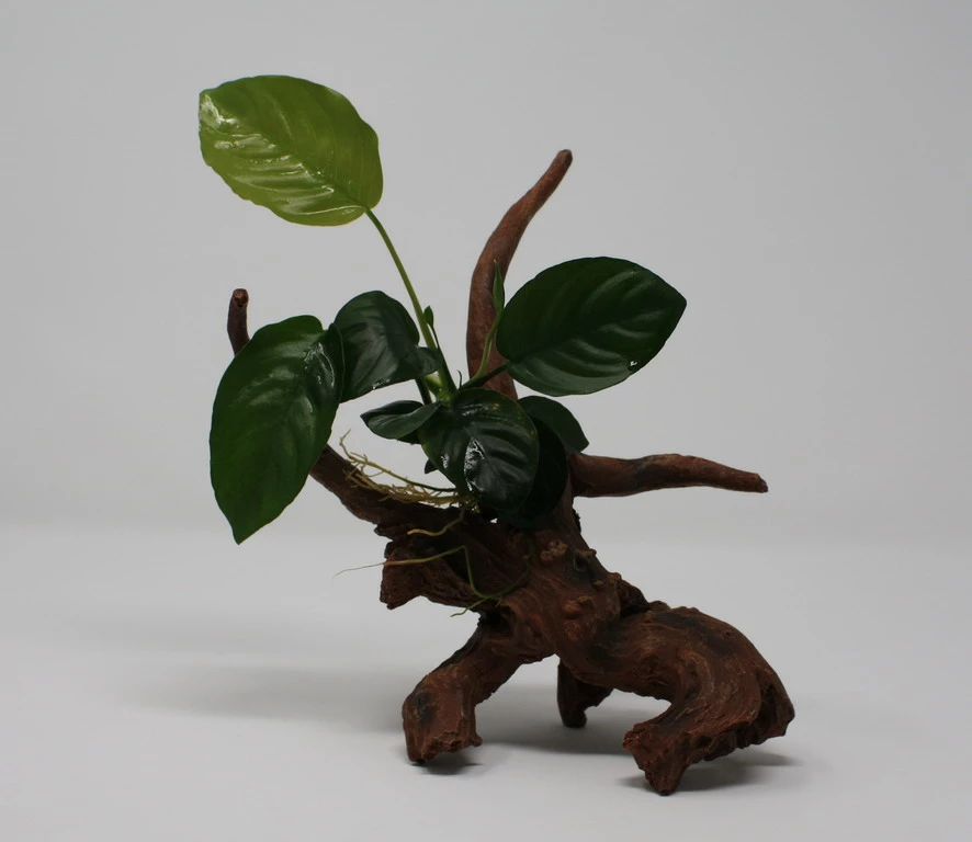 Breitblättriges Speerblatt-Driftwood / Treibholz Mit Anubias Barteri Var. Barteri 3 Breitblättriges Speerblatt-Driftwood / Treibholz Mit Anubias Barteri Var. Barteri
