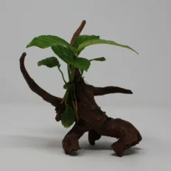 Verschiedenblättriges Speerblatt-Driftwood / Treibholz Mit Anubias Heterophylla