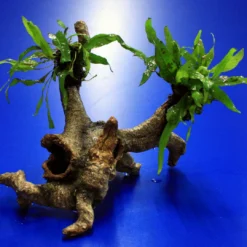 Mini Javafarn-Urwaldbaum Mit Höhle/ Regenwaldbaum Mit Microsorum Short Narrow Leaf