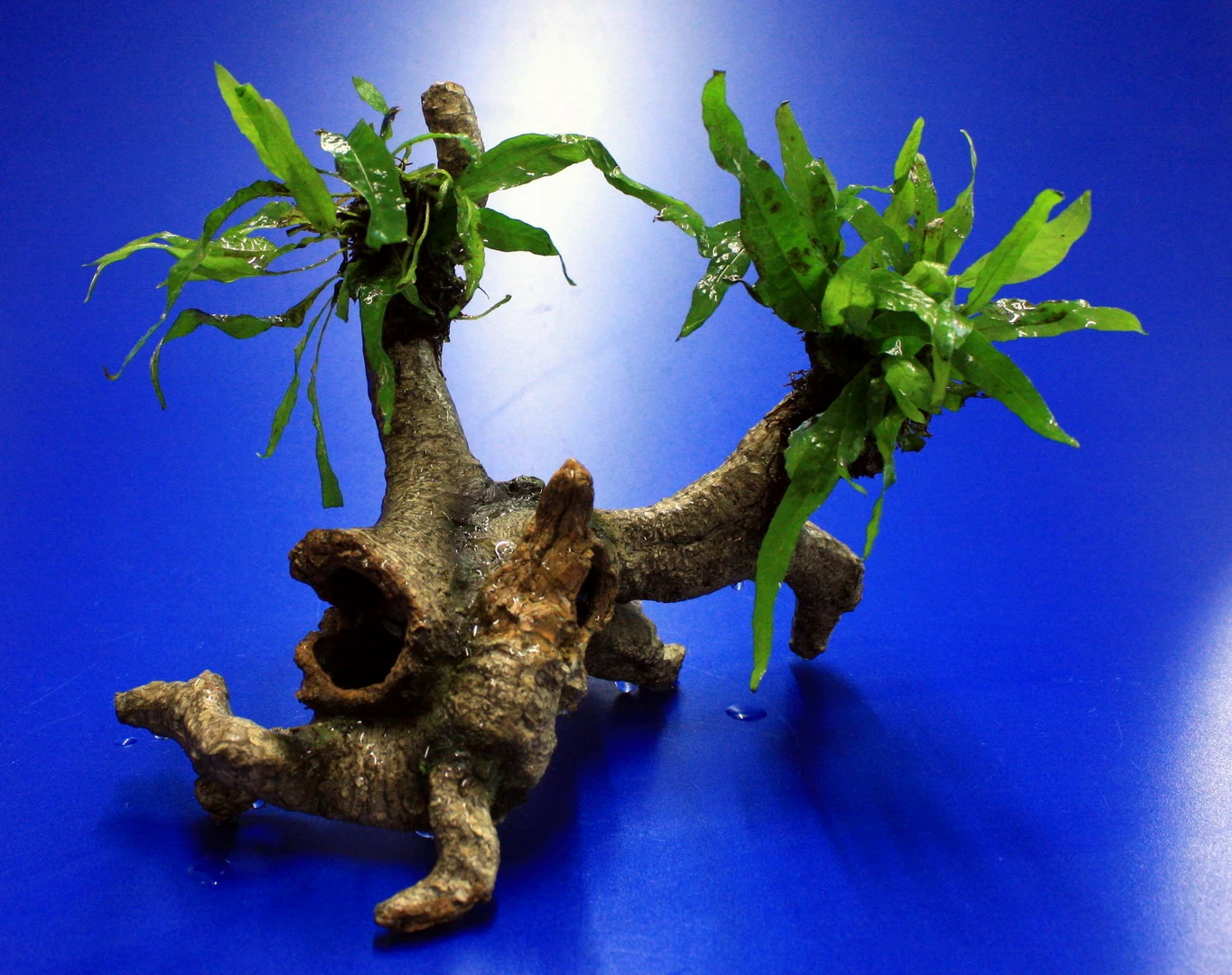 Mini Javafarn-Urwaldbaum Mit Höhle/ Regenwaldbaum Mit Microsorum Short Narrow Leaf 3 Mini Javafarn-Urwaldbaum Mit Höhle/ Regenwaldbaum Mit Microsorum Short Narrow Leaf