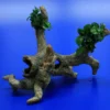 Bonsai Speerblatt-Urwaldbaum Mit Höhle / Regenwaldbaum Mit Anubias 'Petite' - 'Bonsai' 2 Bonsai Speerblatt-Urwaldbaum Mit Höhle / Regenwaldbaum Mit Anubias 'Petite' - 'Bonsai' -Hobby Verkäufe 41550 4wf 1 2