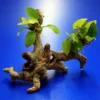 Goldenes Speerblatt-Urwaldbaum Mit Höhle / Regenwaldbaum Mit Anubia Nana GOLD 2 Goldenes Speerblatt-Urwaldbaum Mit Höhle / Regenwaldbaum Mit Anubia Nana GOLD -Hobby Verkäufe 41550 5wf 1 2
