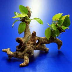 Goldenes Speerblatt-Urwaldbaum Mit Höhle / Regenwaldbaum Mit Anubia Nana GOLD