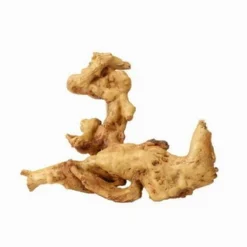 Aqua Della Coffee Root 2