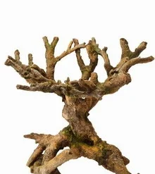 Aqua Della Bonsai Brown - Drachenbaum