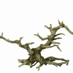 Aqua Della Bonsai Grey - Drachenbaum