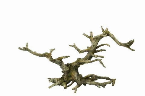 Aqua Della Bonsai Grey - Drachenbaum 3 Aqua Della Bonsai Grey - Drachenbaum