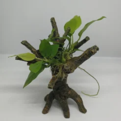 Goldenes Speerblatt-Bäumchen Mit Baumkrone / Urwaldbaum KLEIN Mit Anubia Nana GOLD-BLATT