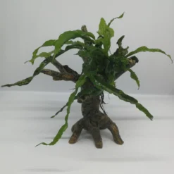 Nano Javafarn-Bäumchen Mit Baumkrone / Urwaldbaum KLEIN Mit Micr. Short Narrow Leaf