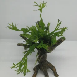 Windelov Javafarn-Bäumchen Mit Baumkrone / Urwaldbaum KLEIN Mit Micr. Windelov