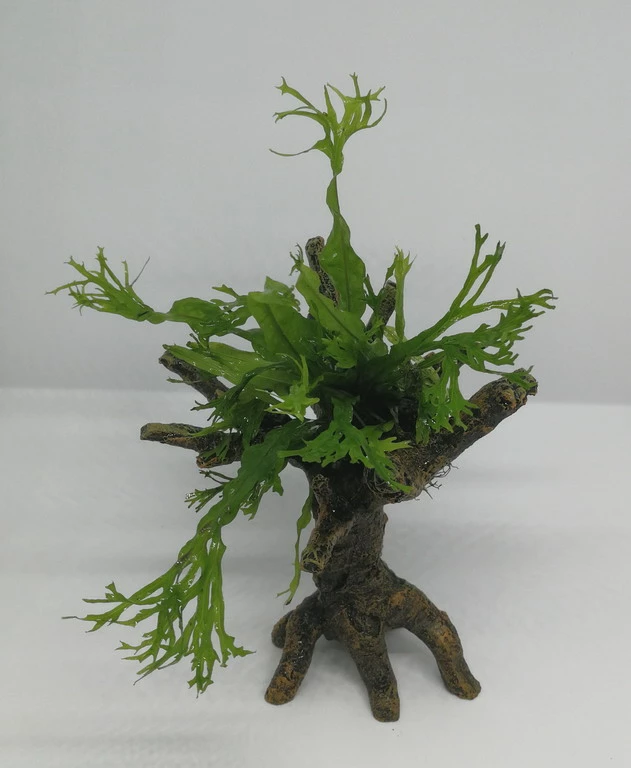 Windelov Javafarn-Bäumchen Mit Baumkrone / Urwaldbaum KLEIN Mit Micr. Windelov 3 Windelov Javafarn-Bäumchen Mit Baumkrone / Urwaldbaum KLEIN Mit Micr. Windelov