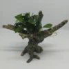 Pangolino Speerblatt-Bäumchen Mit Baumkrone / Urwaldbaum NANO Mit Anubias Pangolino 1 Pangolino Speerblatt-Bäumchen Mit Baumkrone / Urwaldbaum NANO Mit Anubias Pangolino -Hobby Verkäufe 426753 1wf 1 1