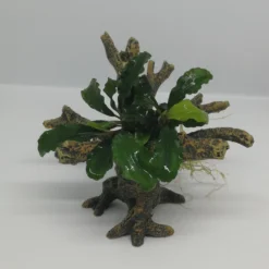 Bucephalandra -Bäumchen Mit Baumkrone / Urwaldbaum NANO Mit Bucephalandra
