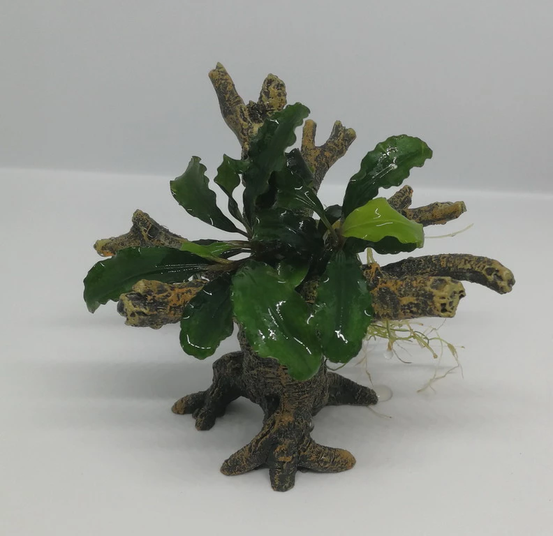 Bucephalandra -Bäumchen Mit Baumkrone / Urwaldbaum NANO Mit Bucephalandra 3 Bucephalandra -Bäumchen Mit Baumkrone / Urwaldbaum NANO Mit Bucephalandra