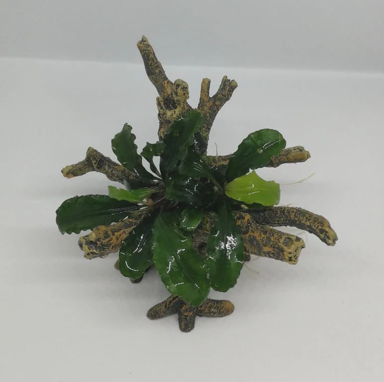 Bucephalandra -Bäumchen Mit Baumkrone / Urwaldbaum NANO Mit Bucephalandra 4 Bucephalandra -Bäumchen Mit Baumkrone / Urwaldbaum NANO Mit Bucephalandra – Bild 2