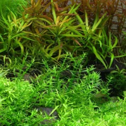 1-2-GROW! Klebriges Gnadenkraut / Gratiola Viscidula -Hobby Verkäufe 42TC T 1 5