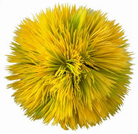 Plant Ball - Yellow - Ca. 11 X 11 X 11 Cm 3 Plant Ball - Yellow - Ca. 11 X 11 X 11 Cm