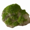 Moss Stone - M - Ca. 16 X 11 X 11 Cm - Mit Saugnapf 1 Moss Stone - M - Ca. 16 X 11 X 11 Cm - Mit Saugnapf -Hobby Verkäufe 430163Ep 1