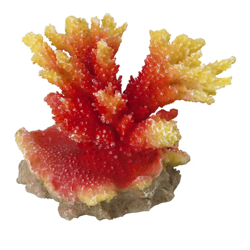 Orange Acropora Koralle, Steinkoralle Ca. 11,5 X 8,5 X 9,5 Cm 3 Orange Acropora Koralle, Steinkoralle Ca. 11,5 X 8,5 X 9,5 Cm