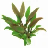 Gelber Wasserkelch / Cryptocoryne Walkeri "lutea" -Hobby Verkäufe 435DE T 1