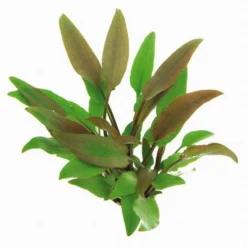 Gelber Wasserkelch / Cryptocoryne Walkeri "lutea"