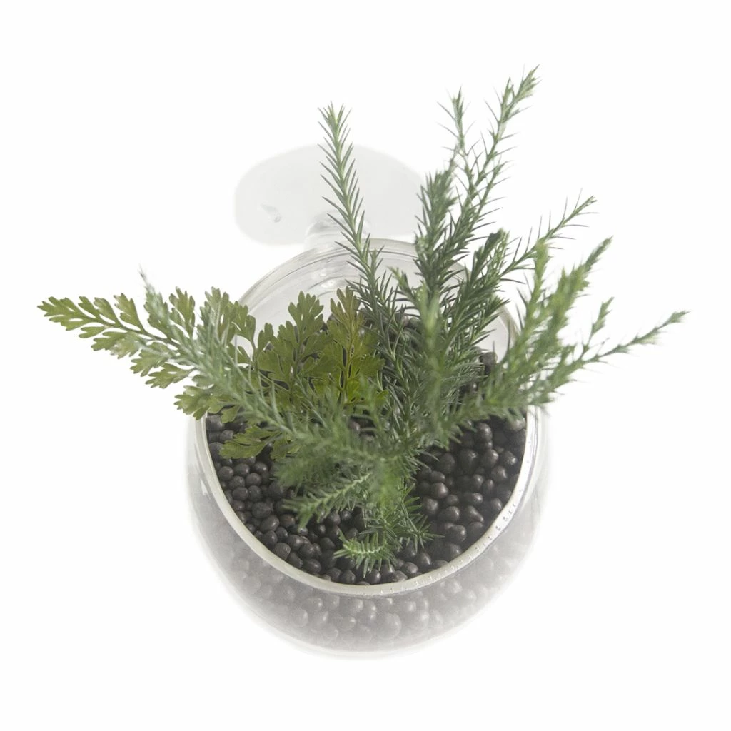 Pflanzenschale Aus Kristallklarem Glas 5 Pflanzenschale Aus Kristallklarem Glas – Bild 3