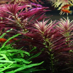 Tannenwedelähnlicher Sumpffreund / Limnophila Hippuridoides