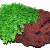 Lavastein Mit KUBA Zwerg-Perlenkraut / Hemianthus Callitrichoides Cuba, Hcc -Hobby Verkäufe 48bYLS T 1 2