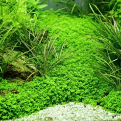 Lavastein Mit KUBA Zwerg-Perlenkraut / Hemianthus Callitrichoides Cuba, Hcc -Hobby Verkäufe 48bYLS T 1 4