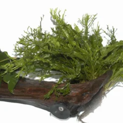 XL-Wurzel + 2 Saugnäpfe Mit Javafarn Windelov Und Anubias Nana