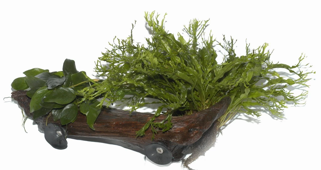 XL-Wurzel + 2 Saugnäpfe Mit Javafarn Windelov Und Anubias Nana 3 XL-Wurzel + 2 Saugnäpfe Mit Javafarn Windelov Und Anubias Nana