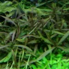 Hygrophila Spec. 'Araguaia' / Hygrophila Lancea -Hobby Verkäufe 51 T 1 2