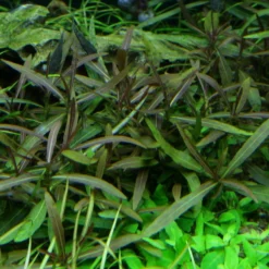 Hygrophila Spec. 'Araguaia' / Hygrophila Lancea