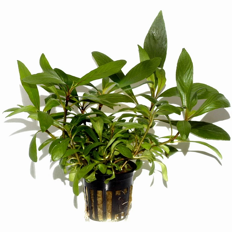 Großer Rosetten-Wasserfreund / Hygrophila Corymbosa Angustifolia Im Topf 3 Großer Rosetten-Wasserfreund / Hygrophila Corymbosa Angustifolia Im Topf