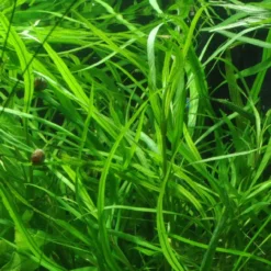 Großer Rosetten-Wasserfreund / Hygrophila Corymbosa Angustifolia Im Topf 5 Großer Rosetten-Wasserfreund / Hygrophila Corymbosa Angustifolia Im Topf -Hobby Verkäufe 52A T 1 4