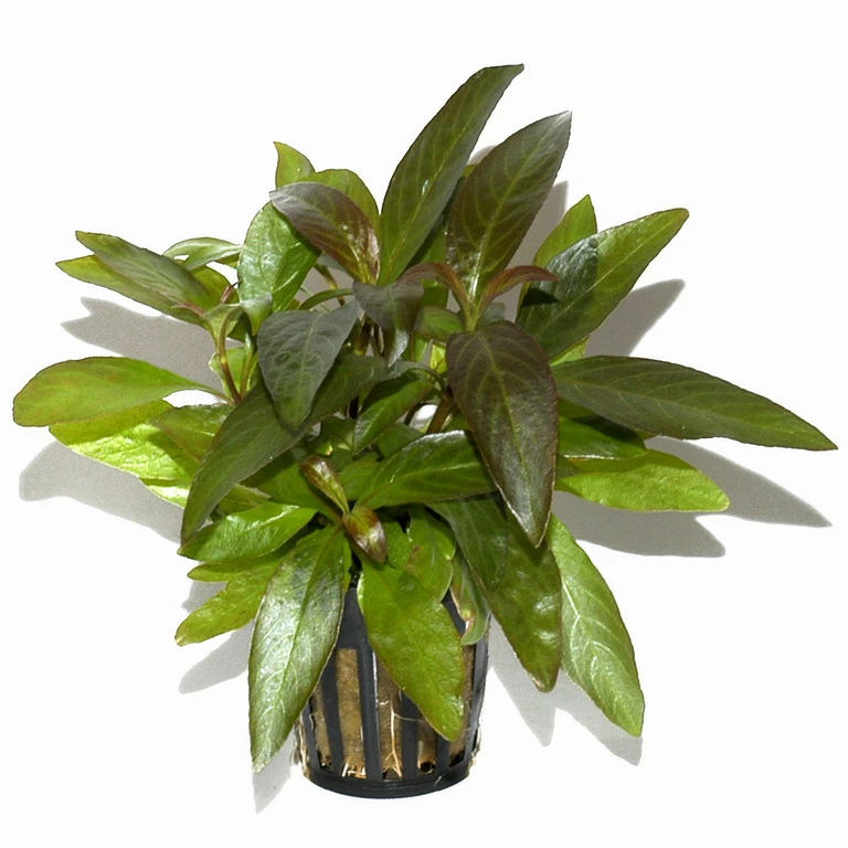 Thailändischer Wasserfreund / Hygrophila Corymbosa 'Siamensis' Im Topf 3 Thailändischer Wasserfreund / Hygrophila Corymbosa 'Siamensis' Im Topf