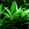 Schmalblättriger Wasserfreund / Hygrophila Corymbosa 'Siamensis 53B' Im Topf 1 Schmalblättriger Wasserfreund / Hygrophila Corymbosa 'Siamensis 53B' Im Topf -Hobby Verkäufe 53B T 1 2