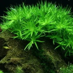 XL In-Vitro Seegrasblättriges Trugkölbchen / Heteranthera Zosterifolia