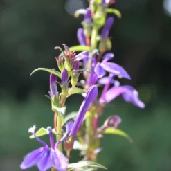 Blaue Lobelie / Lobelia Sessilifolia Im 9x9 Cm Topf