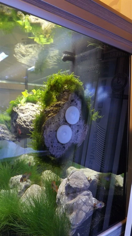 Rückwand Stein Größe: M / Wall Stone 18-24cm 3 Rückwand Stein Größe: M / Wall Stone 18-24cm