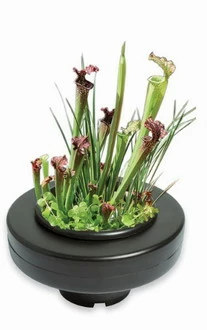 Schwimmende Pflanzschale - Pflanzkorb Ca. ø 30 Cm, Schwarz 3 Schwimmende Pflanzschale - Pflanzkorb Ca. ø 30 Cm, Schwarz