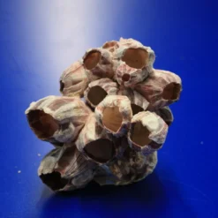 Muschel Barnacle - Seepocke - Jede Muschel Ist Ein Unikat