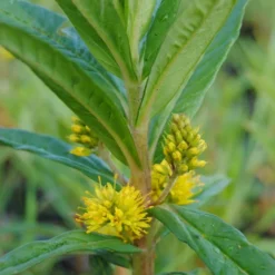 Straußgoldfelberich, Gelb / Lysimachia Thyrsiflora Im 9x9 Cm Topf