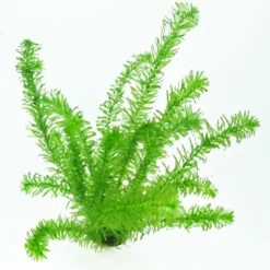 1 Topf Wasserpest / Egeria Densa - Sauerstoffpflanzen, Klärpflanzen